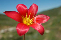 Tulipa tschimganica